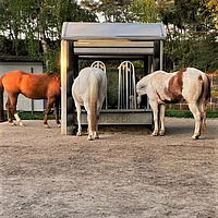 Tres caballos comen en el henil cronometrado