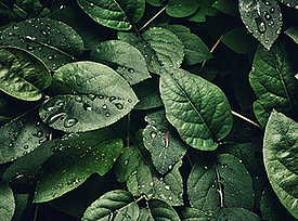 Las hojas verdes simbolizan la sostenibilidad de la geomalla ecológica Fortrac T, fabricada con PET 100% reciclado.