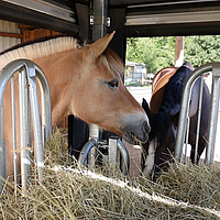 Los caballos comen heno del rastrillo