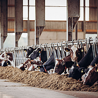 Las vacas comen en el establo, Lubratec Smart App controla el clima del establo