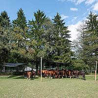 Caballos bajo un toldo Lubratec en un prado
