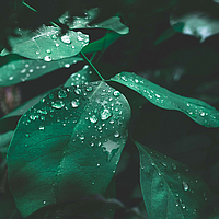 Große Blätter neben Basetrac Grid eco Line - eine nachhaltige Lösung für Bau und Umweltschutz