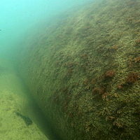 Imagen submarina de los tubos SoilTain poblados