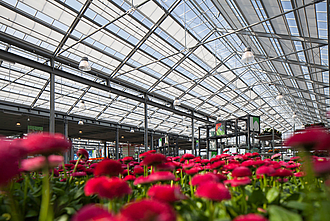 Protección eficaz: tela de sombreo para plantas sanas en invernaderos