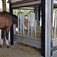 Los caballos comen en el comedero automático